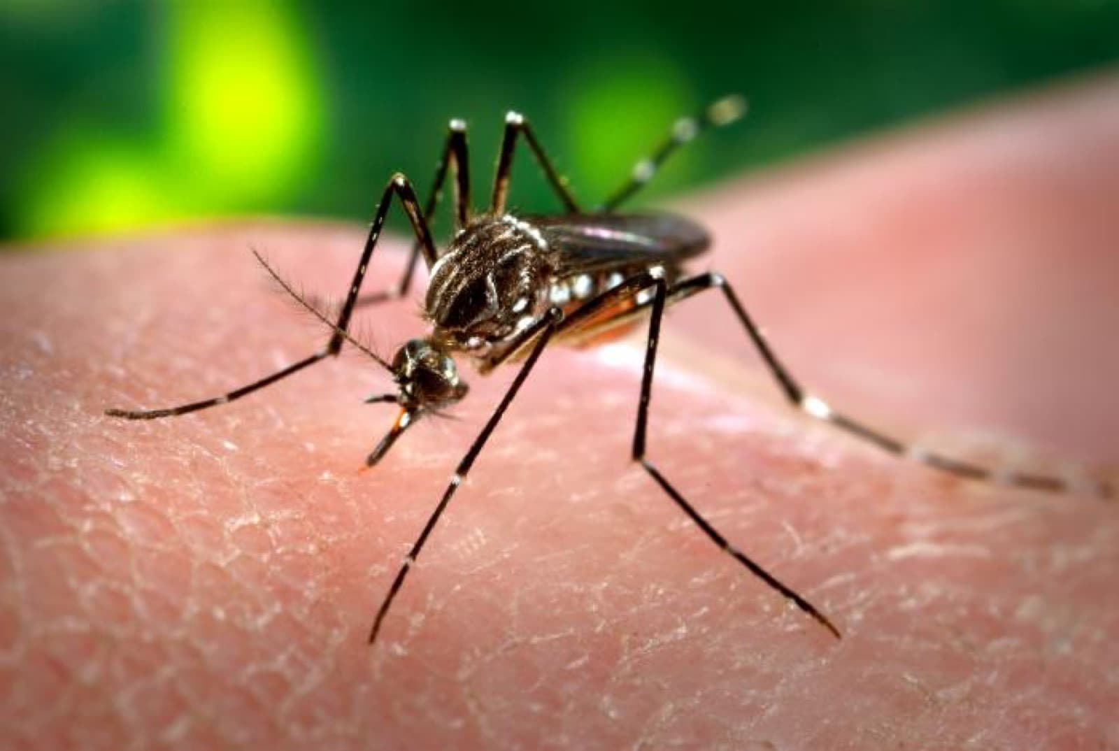 Close-up of an Aedes aegypti mosquito, a dengue-transmitting species